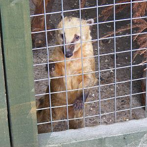 Ring-tailed coati at Wickid Pets Animal Adventure, 18 June 2011