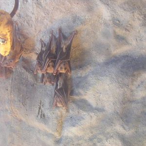 Egyptian fruit bats at Wickid Pets Animal Adventure, 18 June 2011