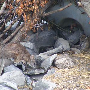 Parma wallabies at Wickid Pets Animal Adventure, 18 June 2011