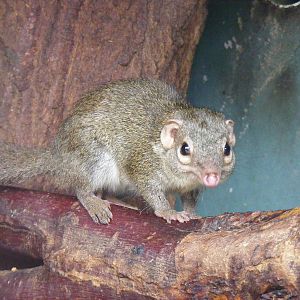 Belanger's tree shrew at Blackpool Zoo, 13 June 2011