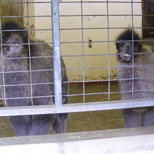 Young Bactrian camels at Blackpool Zoo, 13 June 2011