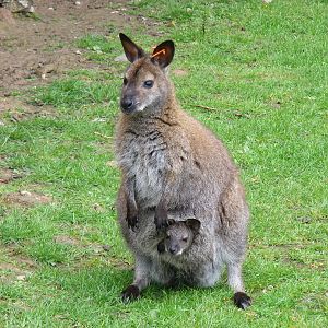 Bennett's wallaby with joey at Blackpool Zoo, 13 June 2011