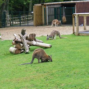 Bennett's wallabies and red kangaroos in walkthrough at Blackpool Zoo, 13 J