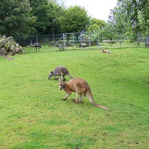 Red kangaroos in walkthrough at Blackpool Zoo, 13 June 2011