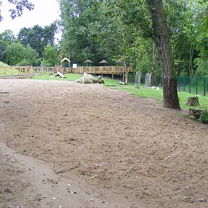 Wallaby and kangaroo walkthrough at Blackpool Zoo, 13 June 2011