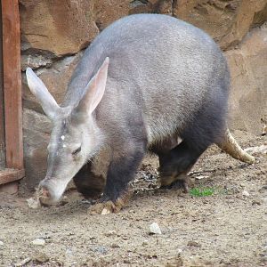 Aardvark at Blackpool Zoo, 13 June 2011