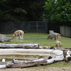 Vicunas and capybara at Blackpool Zoo, 13 June 2011