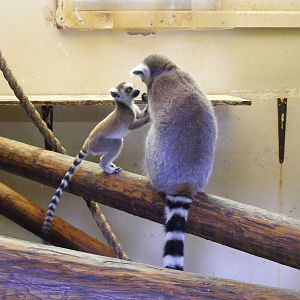 Ring-tailed lemurs at Blackpool Zoo, 13 June 2011