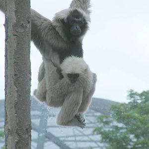 Pileated gibbons at Blackpool Zoo, 13 June 2011