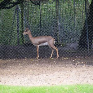 Mountain gazelle at Blackpool Zoo, 13 June 2011