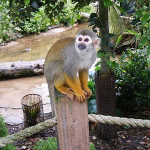 South American squirrel monkey at Blackpool Zoo, 13 June 2011