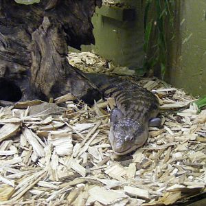 Blotched blue-tongued skink at Blackpool Zoo, 13 June 2011