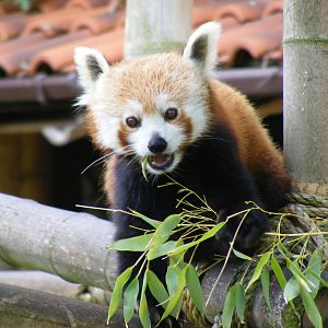 Red panda at Blackpool Zoo, 13 June 2011