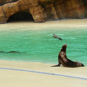 Californian sea lions at Blackpool Zoo, 13 June 2011