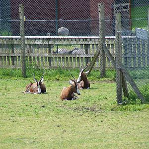 Blesboks at Blackpool Zoo, 13 June 2011