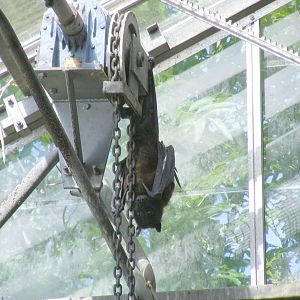 Indian flying fox at Lakeland Wildlife Oasis, 14 June 2011