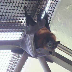 Indian flying fox at Lakeland Wildlife Oasis, 14 June 2011