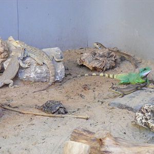 Mixed reptile enclosure at Lakeland Wildlife Oasis, 14 June 2011
