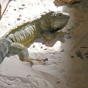 Green iguana at Lakeland Wildlife Oasis, 14 June 2011