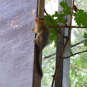 Pygmy marmoset at Lakeland Wildlife Oasis, 14 June 2011