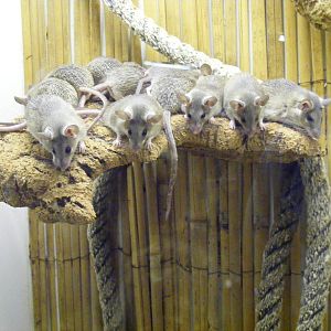 Spiny mice at Lakeland Wildlife Oasis, 14 June 2011
