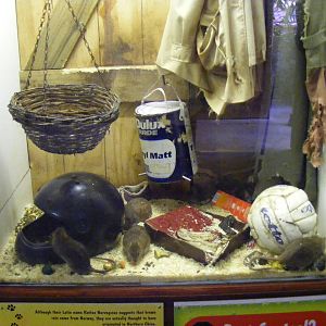 Brown rat enclosure at Lakeland Wildlife Oasis, 14 June 2011