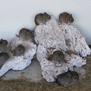 Degus at Lakeland Wildlife Oasis, 14 June 2011