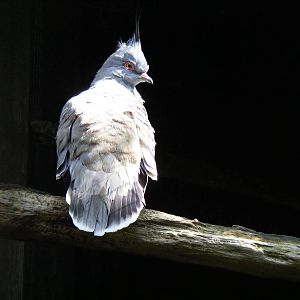 Crested bronzewing pigeon at Lakeland Wildlife Oasis, 14 June 2011