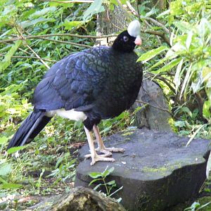 Northern helmeted curassow at Lakeland Wildlife Oasis, 14 June 2011