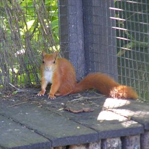 Red squirrel at Lakeland Wildlife Oasis, 14 June 2011
