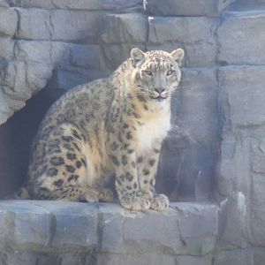 Pavan the snow leopard at Lakeland Wildlife Oasis, 14 June 2011