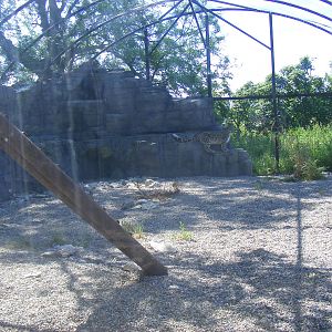 Snow leopard enclosure at Lakeland Wildlife Oasis, 14 June 2011