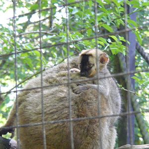 Red fronted brown lemurs at Lakeland Wildlife Oasis, 14 June 2011