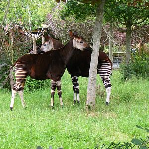 Dicky and Stuma the okapis at Chester Zoo, 15 June 2011