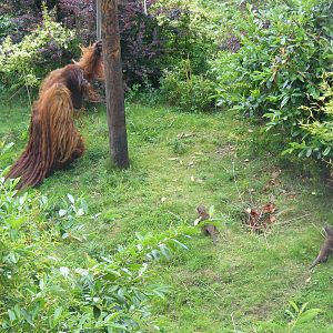 Puluh the Sumatran orangutan and Asian short-clawed otters at Chester Zoo,