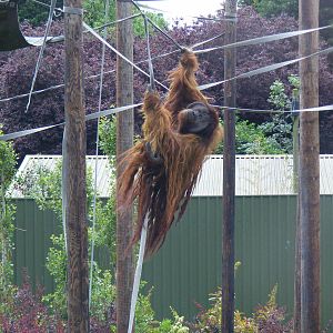 Puluh the Sumatran orangutan at Chester Zoo, 15 June 2011
