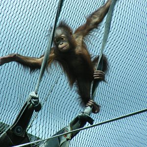 Orangutan at Chester Zoo, 15 June 2011