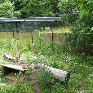 Cheetahs looking at a vicuna at Chester Zoo, 15 June 2011