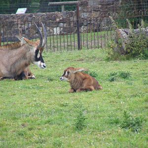 Roan antelopes at Chester Zoo, 15 June 2011