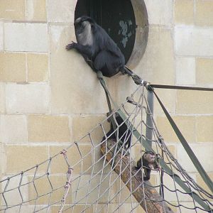 Lion-tailed macaques at Chester Zoo, 15 June 2011