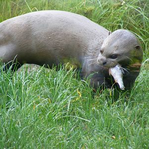 Giant otter at Chester Zoo, 15 June 2011