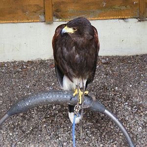 Harris hawk at Gentleshaw Wildlife Centre, 18 June 2011