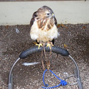 Sky the common buzzard at Gentleshaw Wildlife Centre, 18 June 2011