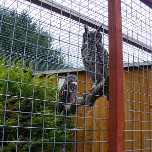 Bonnie and Dougal the African spotted owls at Gentleshaw Wildlife Centre, 1