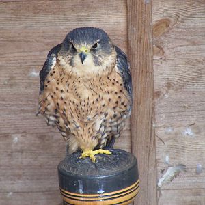 Bailey the perlin at Gentleshaw Wildlife Centre, 18 June 2011
