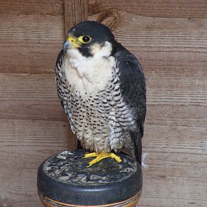 Grouse the peregrine x barbary falcon at Gentleshaw Wildlife Centre, 18 Jun