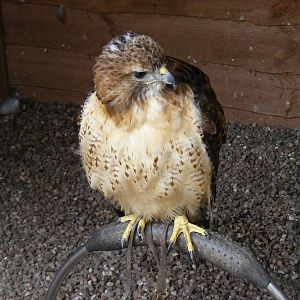 Red tailed hawk at Gentleshaw Wildlife Centre, 18 June 2011