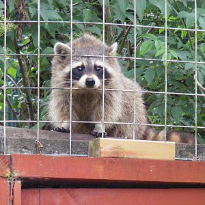 Raccoon at Gentleshaw Wildlife Centre, 18 June 2011