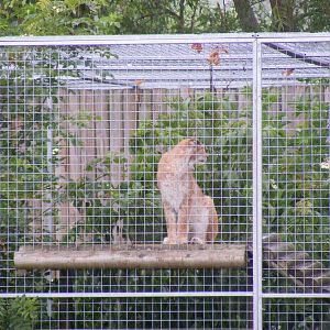 European lynx at Gentleshaw Wildlife Centre, 18 June 2011