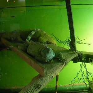 Green iguana at Gentleshaw Wildlife Centre, 18 June 2011